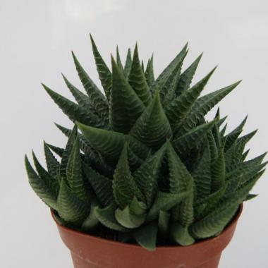 Haworthia limifolia
